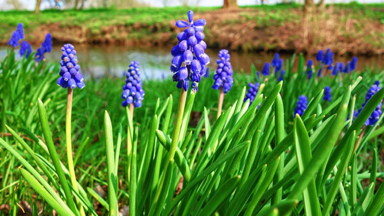 muscari