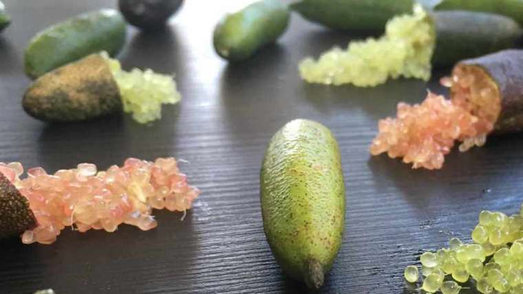 Finger lime