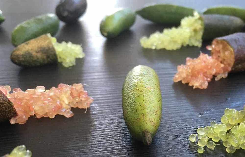 Finger lime