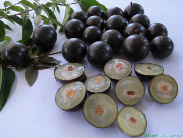 frutto di jaboticaba