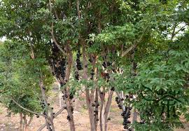 jaboticaba