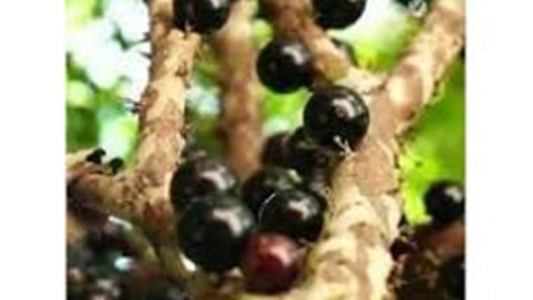 jaboticaba