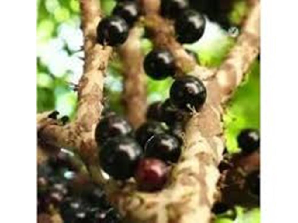 jaboticaba