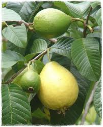 Guava