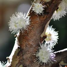 fiorescenza di jaboticaba