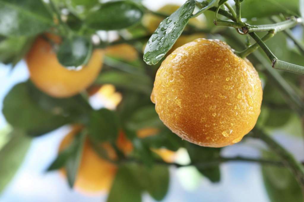 kumquat meiwa