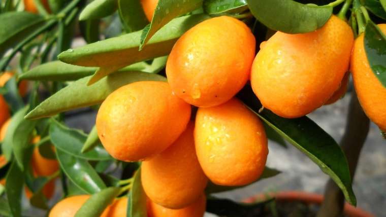 kumquat nagami