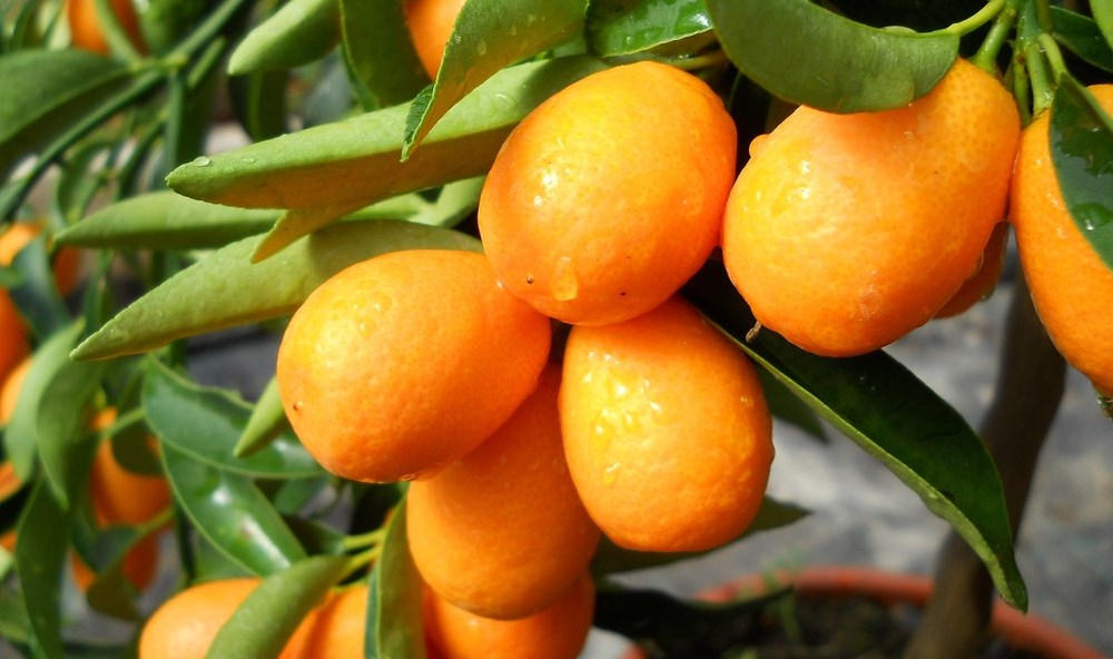 kumquat nagami