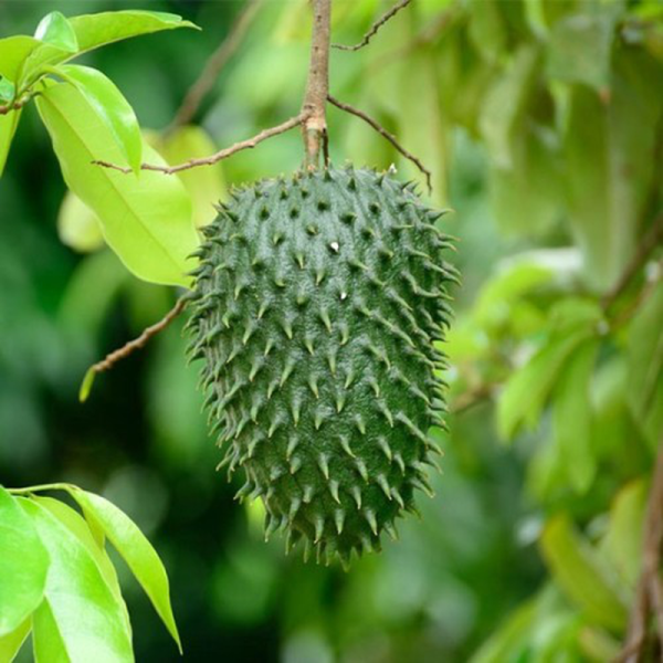 ANNONA MURICATA