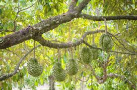 albero di durian