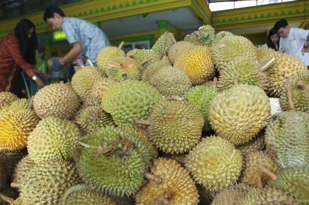 raccolto di durian