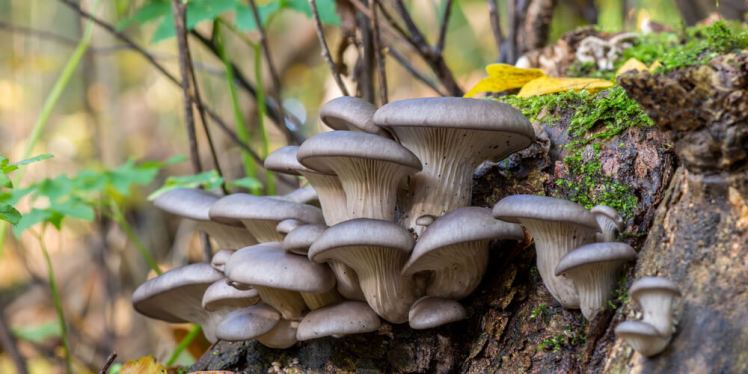 funghi-pleurotus-ostreatus