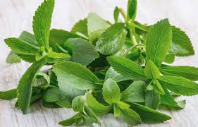 stevia