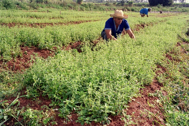 piantagione di stevia