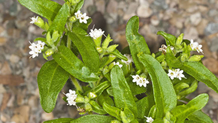 Stevia rebaudiana