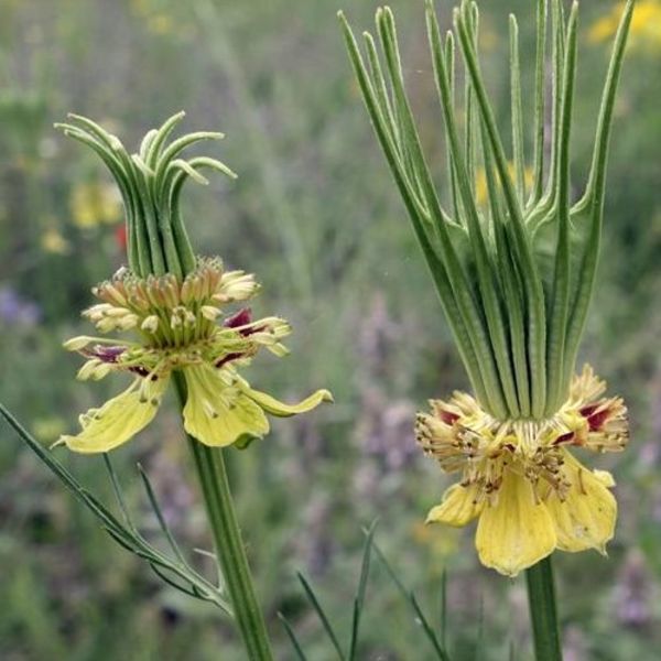 nigella