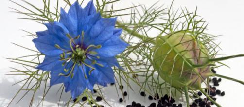 fiori di nigella