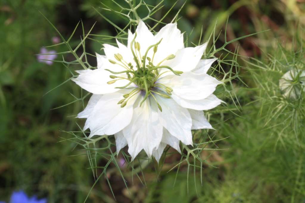 nigella damascena