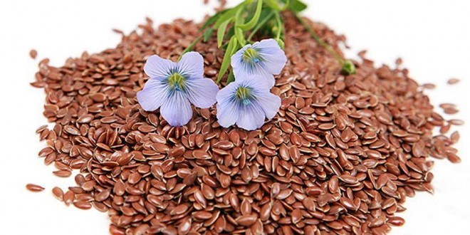 semi e fiori di lino