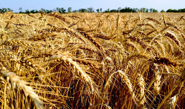 spiga di grano duro