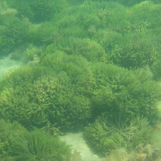 Fondali di alghe codium fragile