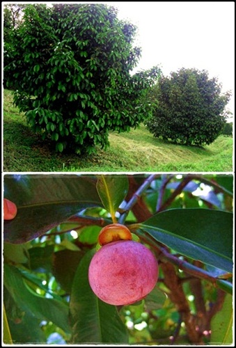 alberi di mangostano