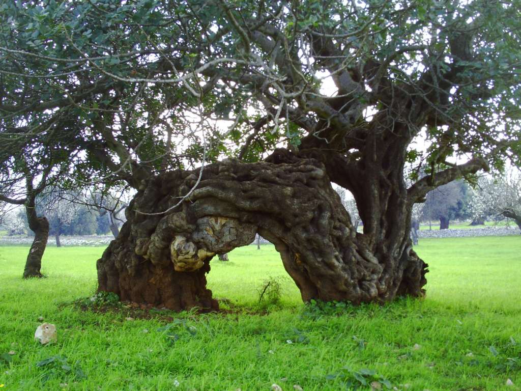 albero di carrube