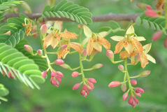 fiore di Tamarindo