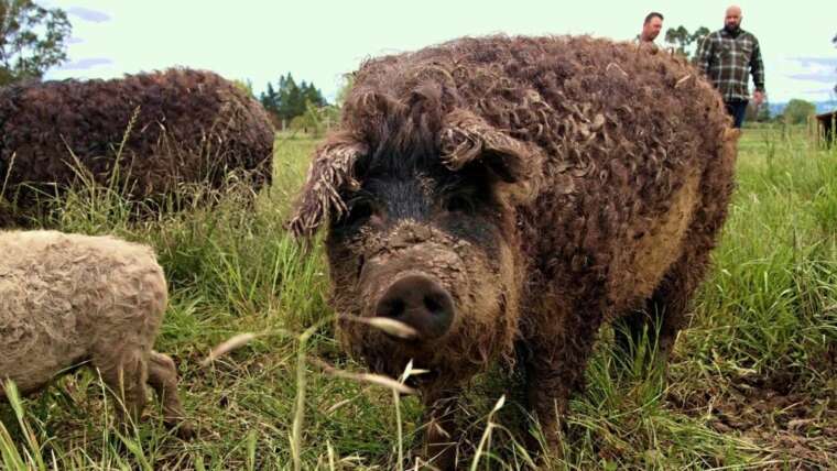 Mangalica