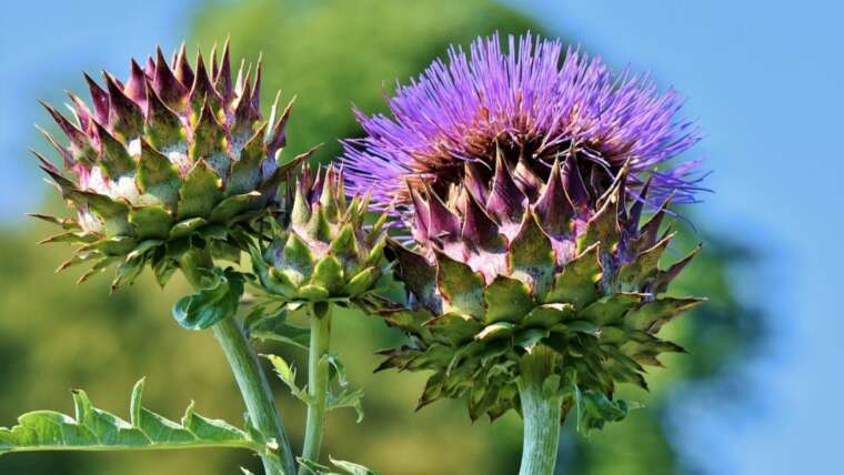 fiore del cardo