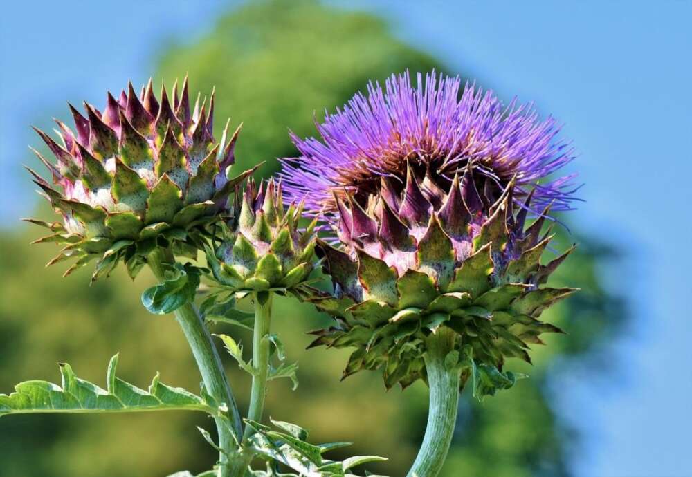 fiore del cardo