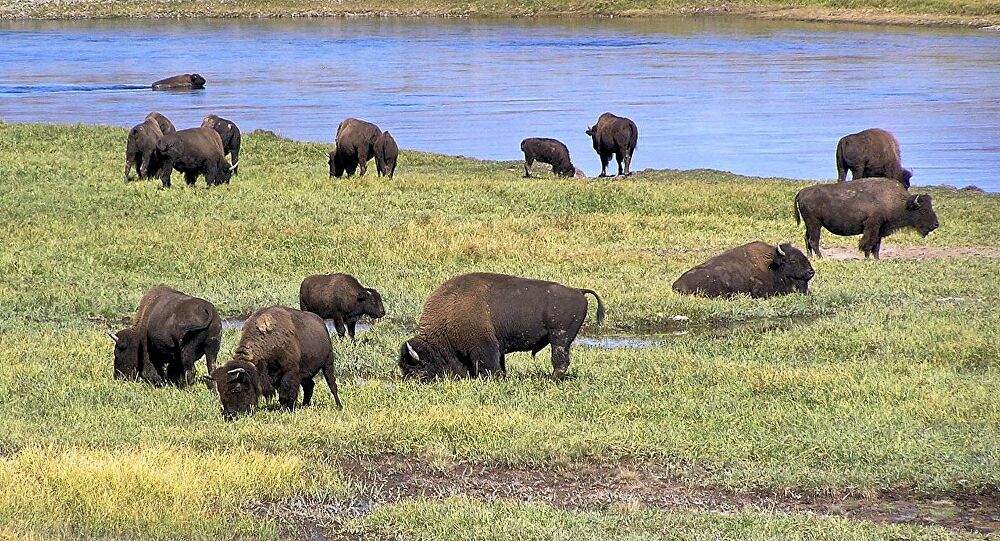 Allevamenti di bisonte