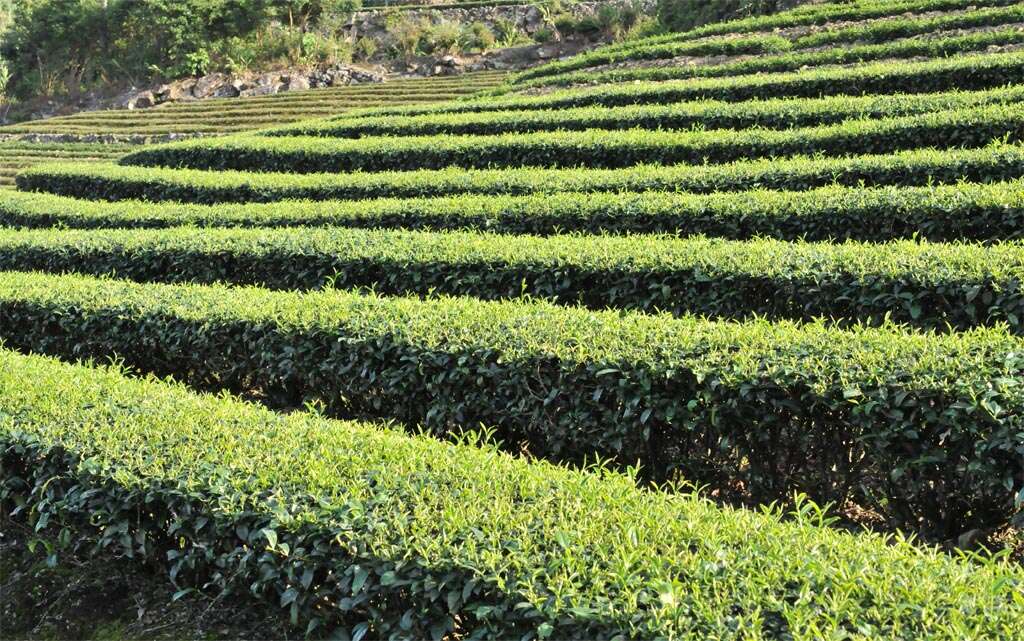 coltivazione tea oolong