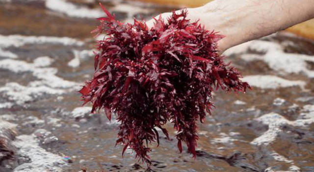 Dulse