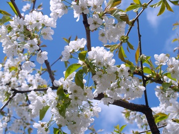 fiori di ciliegio