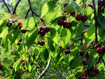 Albero di ciliegie