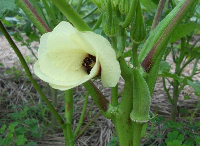 okra