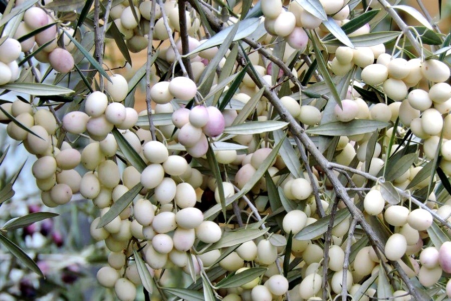olivo leucocarpa