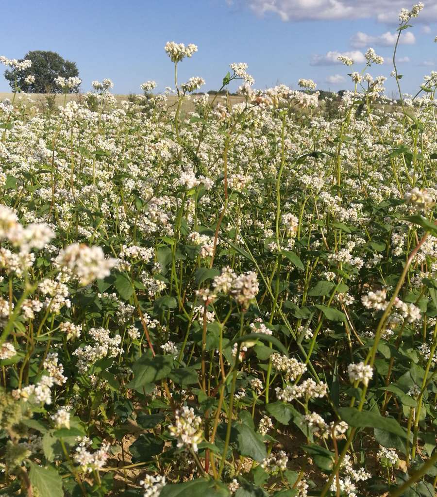 piantagione di grano saraceno