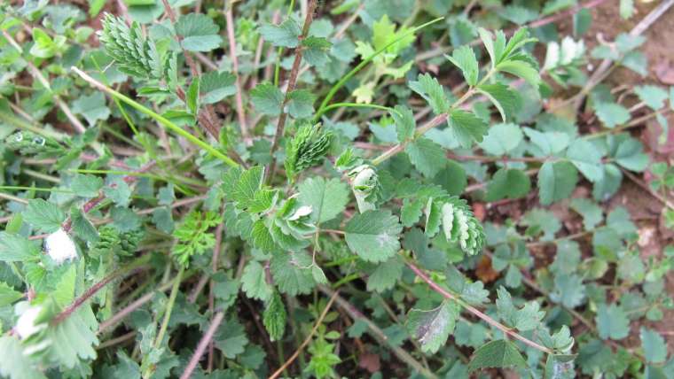 sanguisorba minor