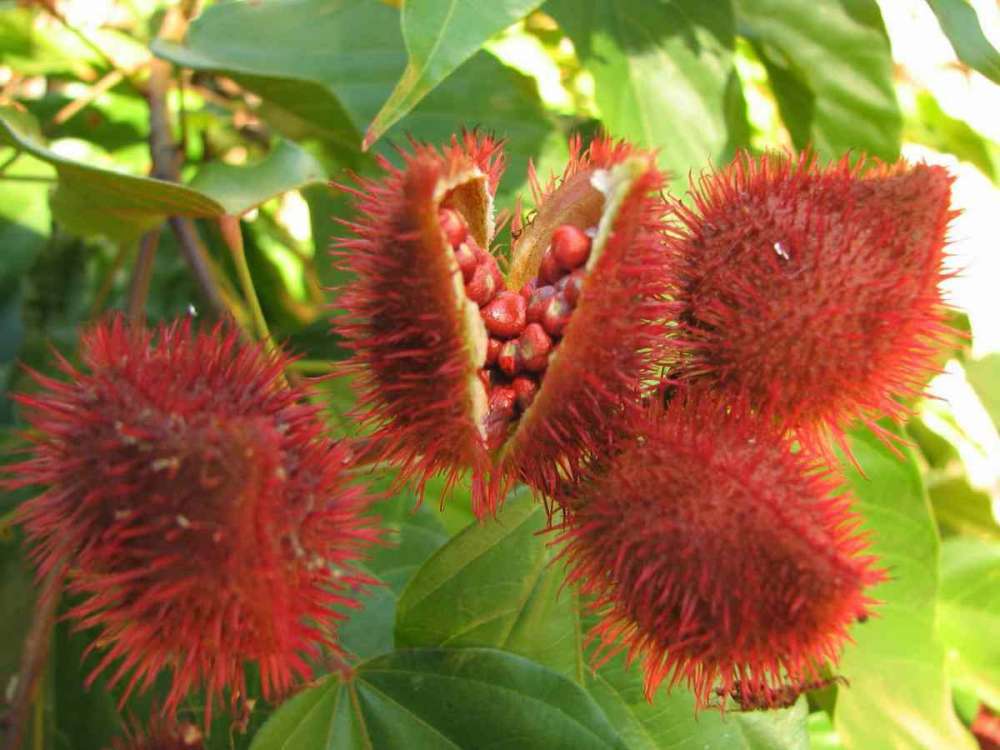 Annatto